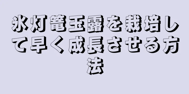 氷灯篭玉露を栽培して早く成長させる方法