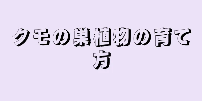 クモの巣植物の育て方