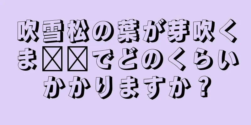 吹雪松の葉が芽吹くま​​でどのくらいかかりますか？