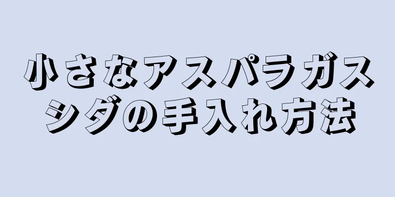 小さなアスパラガスシダの手入れ方法