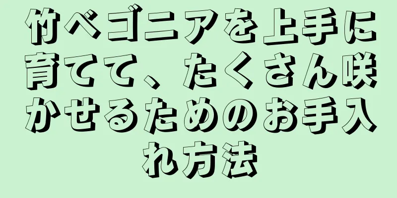 竹ベゴニアを上手に育てて、たくさん咲かせるためのお手入れ方法