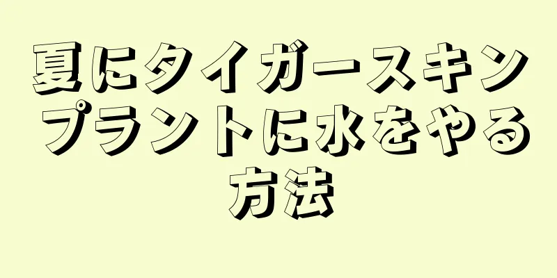 夏にタイガースキンプラントに水をやる方法