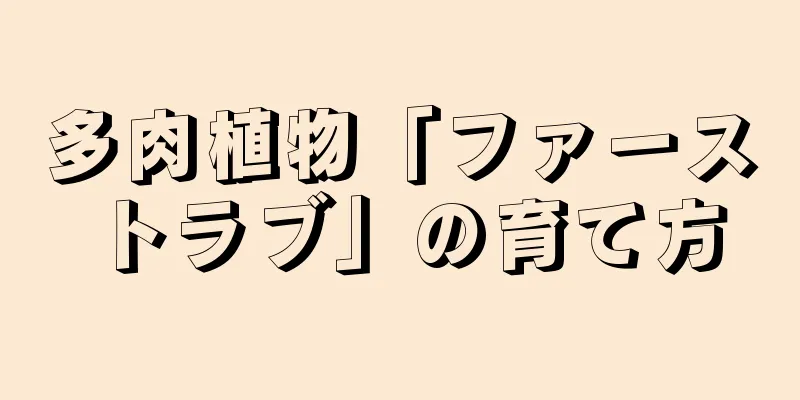 多肉植物「ファーストラブ」の育て方