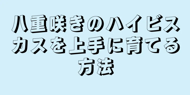 八重咲きのハイビスカスを上手に育てる方法